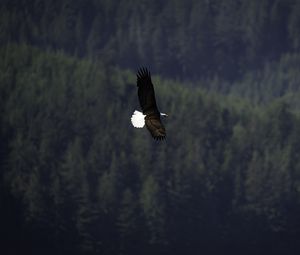 Preview wallpaper eagle, bird, flight, forest, wildlife