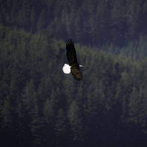 Preview wallpaper eagle, bird, flight, forest, wildlife