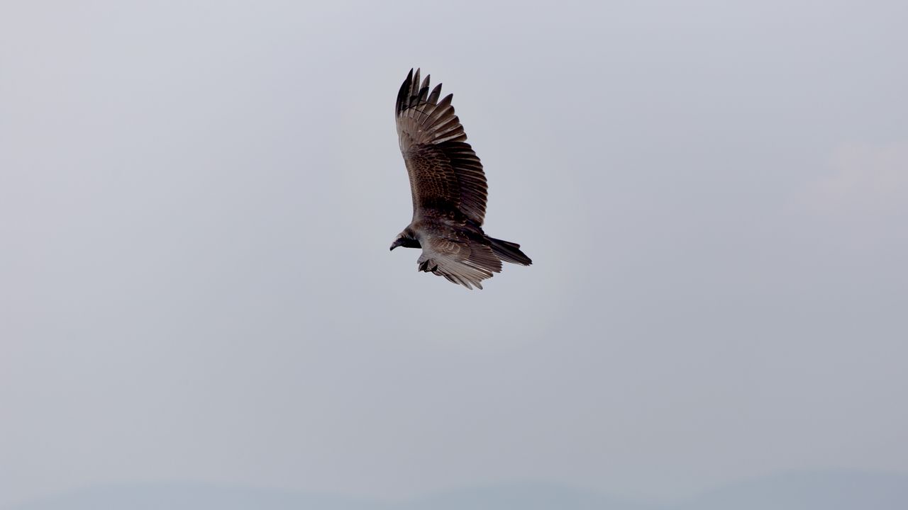 Wallpaper eagle, bird, flight, sky, wings