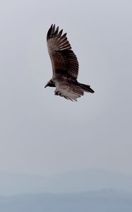 Preview wallpaper eagle, bird, flight, sky, wings