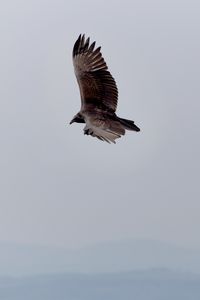 Preview wallpaper eagle, bird, flight, sky, wings