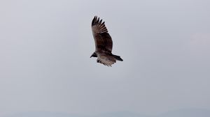 Preview wallpaper eagle, bird, flight, sky, wings