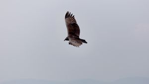 Preview wallpaper eagle, bird, flight, sky, wings