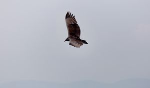 Preview wallpaper eagle, bird, flight, sky, wings