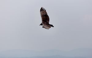 Preview wallpaper eagle, bird, flight, sky, wings