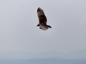 Preview wallpaper eagle, bird, flight, sky, wings