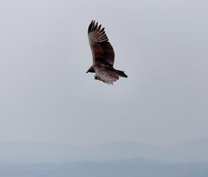 Preview wallpaper eagle, bird, flight, sky, wings