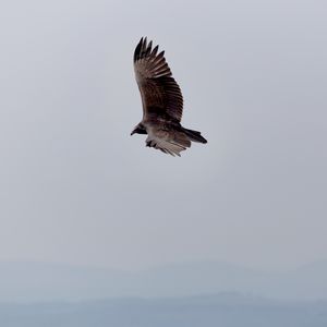 Preview wallpaper eagle, bird, flight, sky, wings