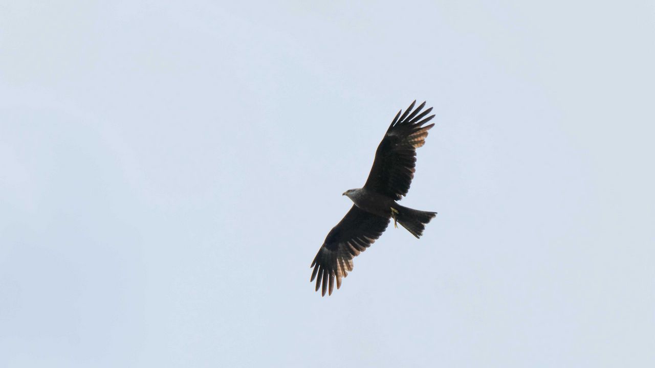 Wallpaper eagle, bird, flight, predator, sky