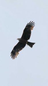 Preview wallpaper eagle, bird, flight, predator, sky