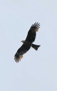 Preview wallpaper eagle, bird, flight, predator, sky