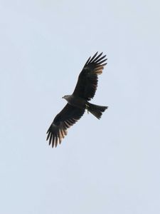 Preview wallpaper eagle, bird, flight, predator, sky