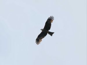 Preview wallpaper eagle, bird, flight, predator, sky