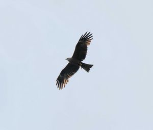 Preview wallpaper eagle, bird, flight, predator, sky