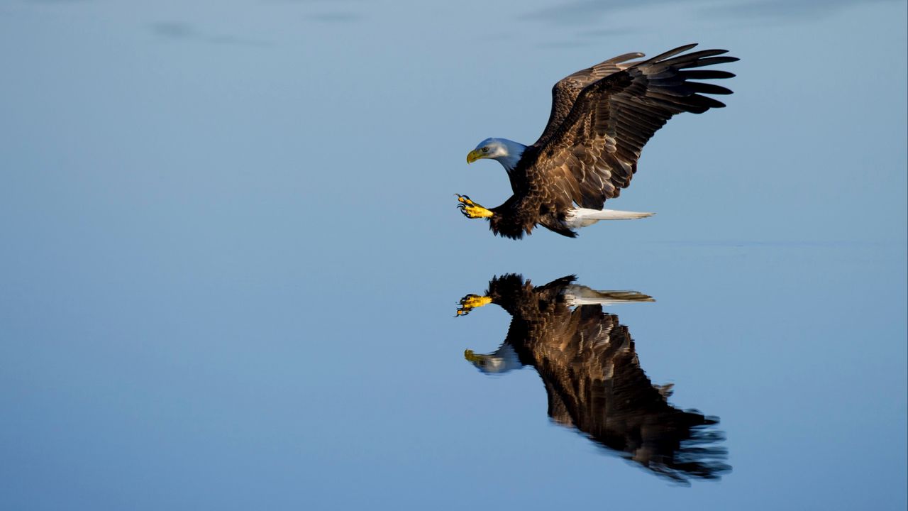 Wallpaper eagle, bird, flight, water, reflection