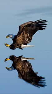 Preview wallpaper eagle, bird, flight, water, reflection