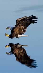 Preview wallpaper eagle, bird, flight, water, reflection