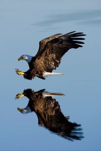 Preview wallpaper eagle, bird, flight, water, reflection