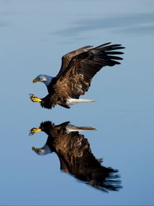Preview wallpaper eagle, bird, flight, water, reflection