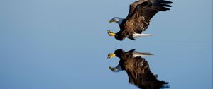 Preview wallpaper eagle, bird, flight, water, reflection