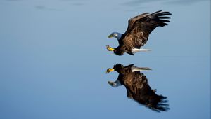Preview wallpaper eagle, bird, flight, water, reflection