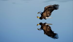 Preview wallpaper eagle, bird, flight, water, reflection