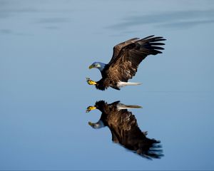 Preview wallpaper eagle, bird, flight, water, reflection