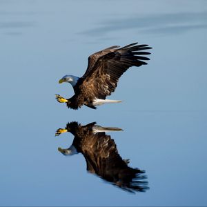 Preview wallpaper eagle, bird, flight, water, reflection