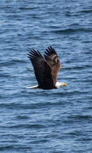 Preview wallpaper eagle, bird, flight, water, waves