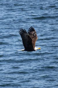 Preview wallpaper eagle, bird, flight, water, waves