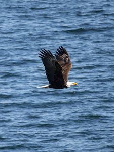 Preview wallpaper eagle, bird, flight, water, waves