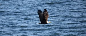 Preview wallpaper eagle, bird, flight, water, waves