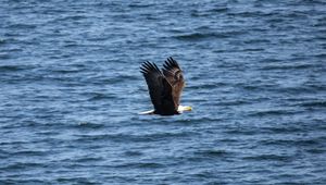 Preview wallpaper eagle, bird, flight, water, waves