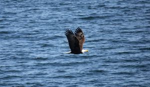 Preview wallpaper eagle, bird, flight, water, waves