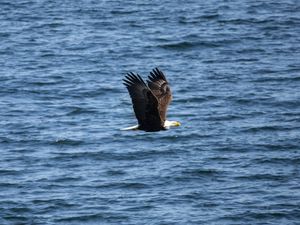 Preview wallpaper eagle, bird, flight, water, waves