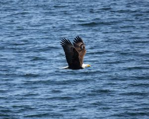 Preview wallpaper eagle, bird, flight, water, waves