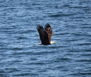 Preview wallpaper eagle, bird, flight, water, waves