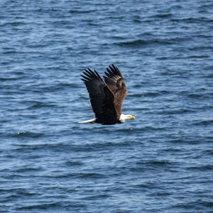 Preview wallpaper eagle, bird, flight, water, waves