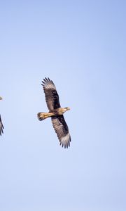 Preview wallpaper eagle, bird, flight, sky