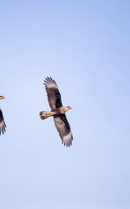 Preview wallpaper eagle, bird, flight, sky