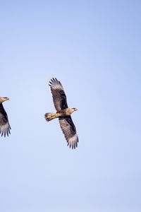 Preview wallpaper eagle, bird, flight, sky