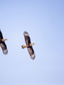 Preview wallpaper eagle, bird, flight, sky