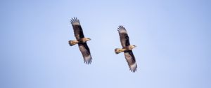 Preview wallpaper eagle, bird, flight, sky