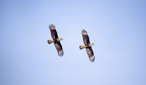 Preview wallpaper eagle, bird, flight, sky