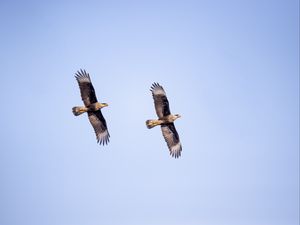 Preview wallpaper eagle, bird, flight, sky