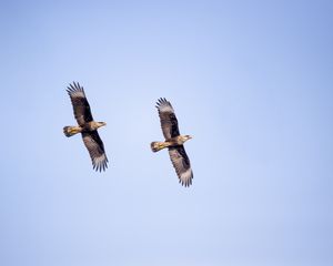 Preview wallpaper eagle, bird, flight, sky