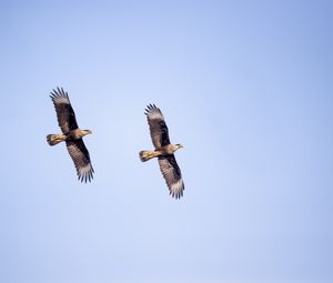 Preview wallpaper eagle, bird, flight, sky