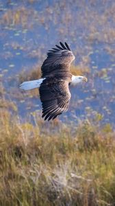 Preview wallpaper eagle, bird, flight, pond
