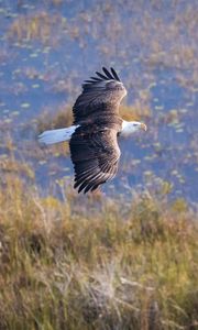 Preview wallpaper eagle, bird, flight, pond