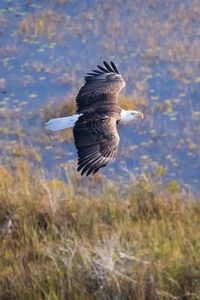 Preview wallpaper eagle, bird, flight, pond